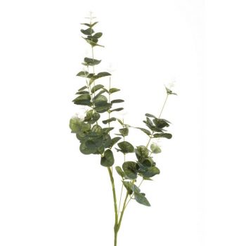 Eucalyptus oksa 75cm