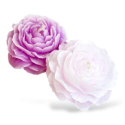 Kynttilämuotti, Pioni