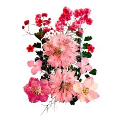 Kuivakukkalajitelma, Vaaleanpunainen