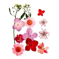 Kuivakukkalajitelma, Lila