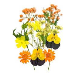 Kuivakukkalajitelma, Oranssi