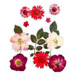 Kuivakukkalajitelma, Punainen