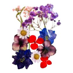 Kuivakukkalajitelma, Violetti