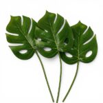 Rayher Monstera-lehti 3kpl, 8 x 21,5 cm