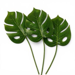 Rayher Monstera-lehti 3kpl, 8 x 21,5 cm