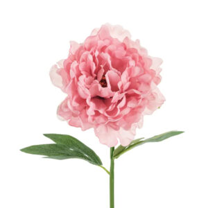 Pioni 35cm, pinkki
